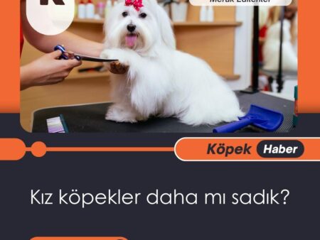 Kız Köpekler Daha Mı Sadık?