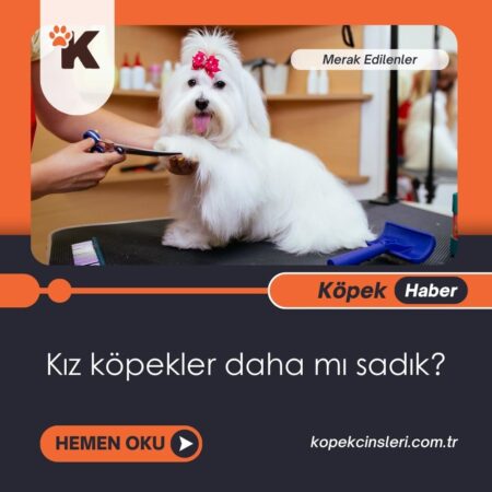 Kız Köpekler Daha Mı Sadık?