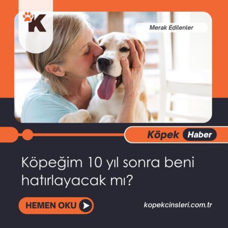 Köpeğim 10 Yıl Sonra Beni Hatırlayacak Mı?