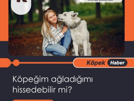 Köpeğim Ağladığımı Hissedebilir Mi?