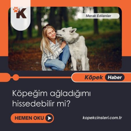 Köpeğim Ağladığımı Hissedebilir Mi?