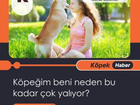 Köpeğim Beni Neden Bu Kadar Çok Yalıyor?