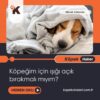 Köpeğim İçin Işığı Açık Bırakmalı Mıyım?