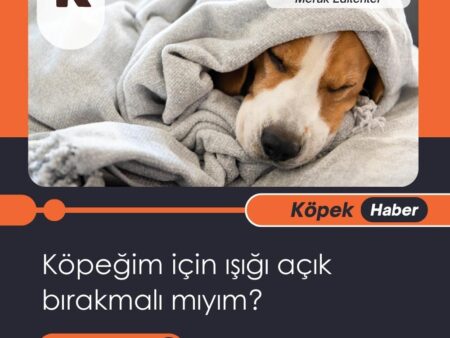 Köpeğim İçin Işığı Açık Bırakmalı Mıyım?