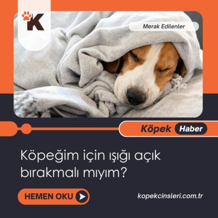 Köpeğim İçin Işığı Açık Bırakmalı Mıyım?