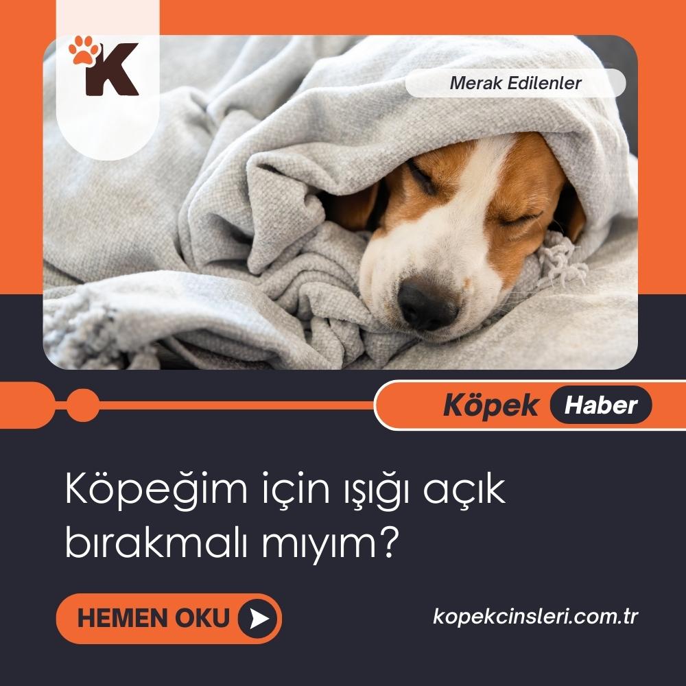 Köpeğim İçin Işığı Açık Bırakmalı Mıyım
