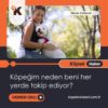 Köpeğim neden beni her yerde takip ediyor?