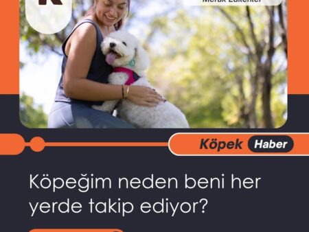 Köpeğim neden beni her yerde takip ediyor?