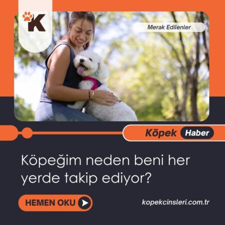 Köpeğim neden beni her yerde takip ediyor?