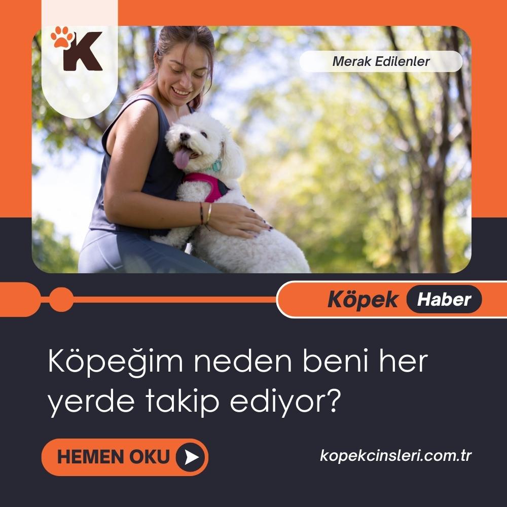 Köpeğim neden beni her yerde takip ediyor?