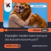 Köpeğim Neden Beni Koruyor Da Kocamı Korumuyor?