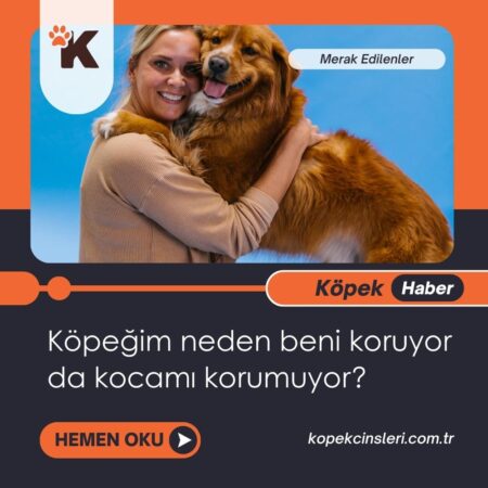 Köpeğim Neden Beni Koruyor Da Kocamı Korumuyor?