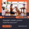 Köpeğim Neden Patisini Üzerime Koyuyor?