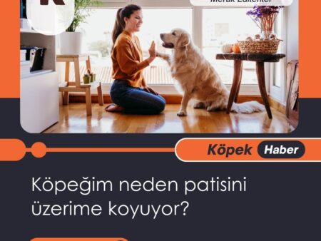 Köpeğim Neden Patisini Üzerime Koyuyor?