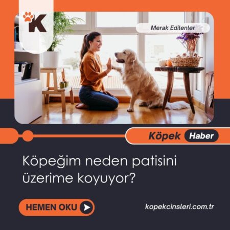 Köpeğim Neden Patisini Üzerime Koyuyor?