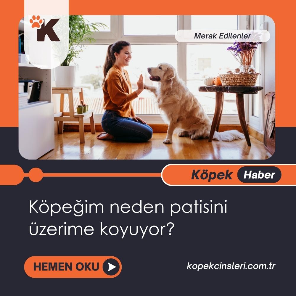 Köpeğim Neden Patisini Üzerime Koyuyor