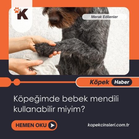 Köpeğimde Bebek Mendili Kullanabilir Miyim?