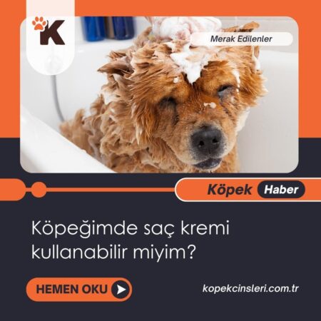 Köpeğimde Saç Kremi Kullanabilir Miyim?