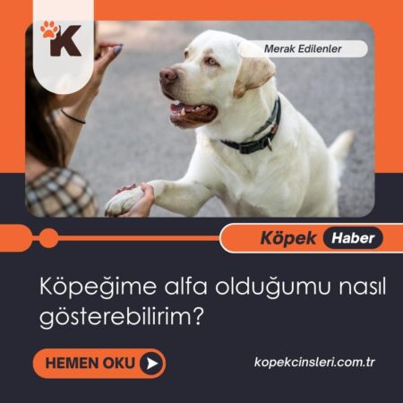 Köpeğime Alfa Olduğumu Nasıl Gösterebilirim?