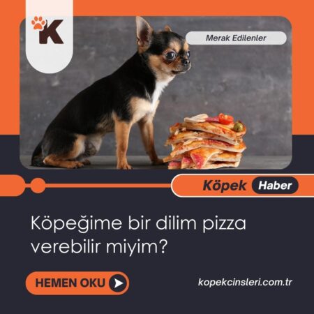 Köpeğime Bir Dilim Pizza Verebilir Miyim?