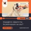 Köpeğimin Dişlerini Hiç Fırçalamazsam Ne Olur?