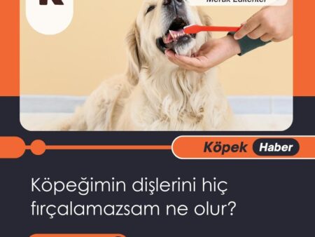 Köpeğimin Dişlerini Hiç Fırçalamazsam Ne Olur?