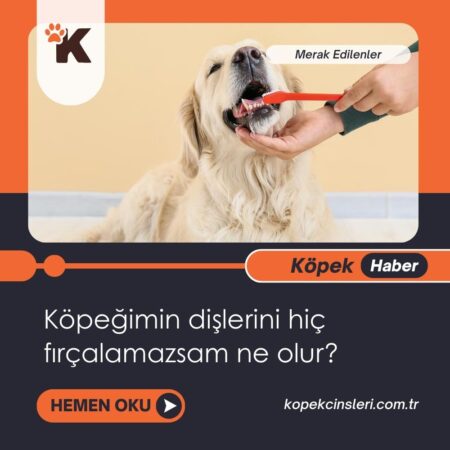 Köpeğimin Dişlerini Hiç Fırçalamazsam Ne Olur?