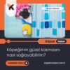 Köpeğimin Güzel Kokmasını Nasıl Sağlayabilirim?