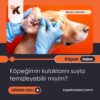 Köpeğimin Kulaklarını Suyla Temizleyebilir Miyim?