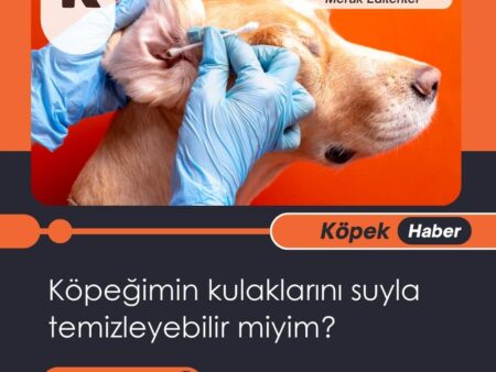 Köpeğimin Kulaklarını Suyla Temizleyebilir Miyim?