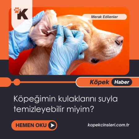Köpeğimin Kulaklarını Suyla Temizleyebilir Miyim?
