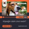 Köpeğin dahi cinsi nedir?