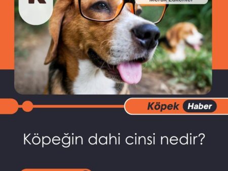 Köpeğin dahi cinsi nedir?