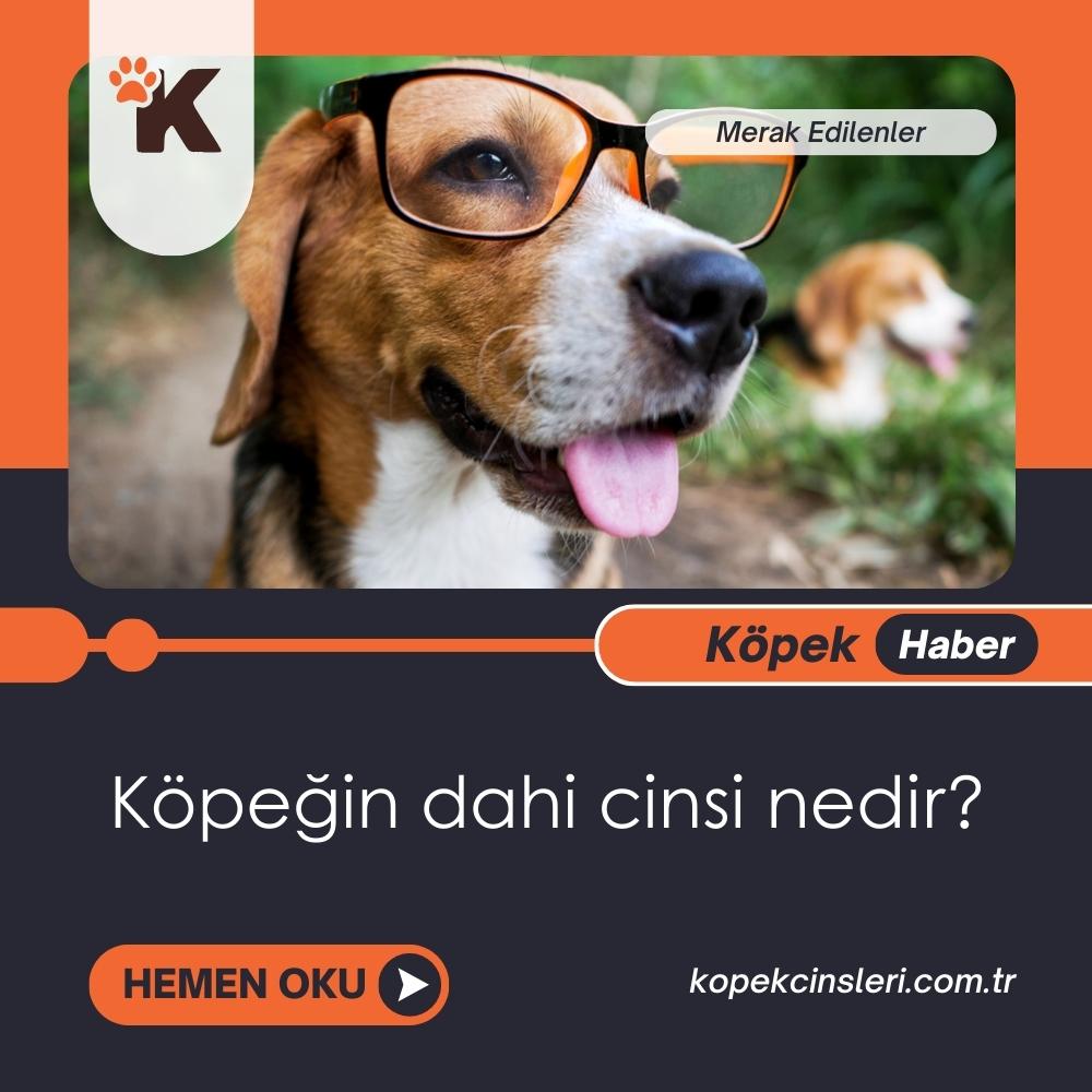 Köpeğin dahi cinsi nedir