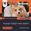 Köpeğin kişiliğini neler etkiler?