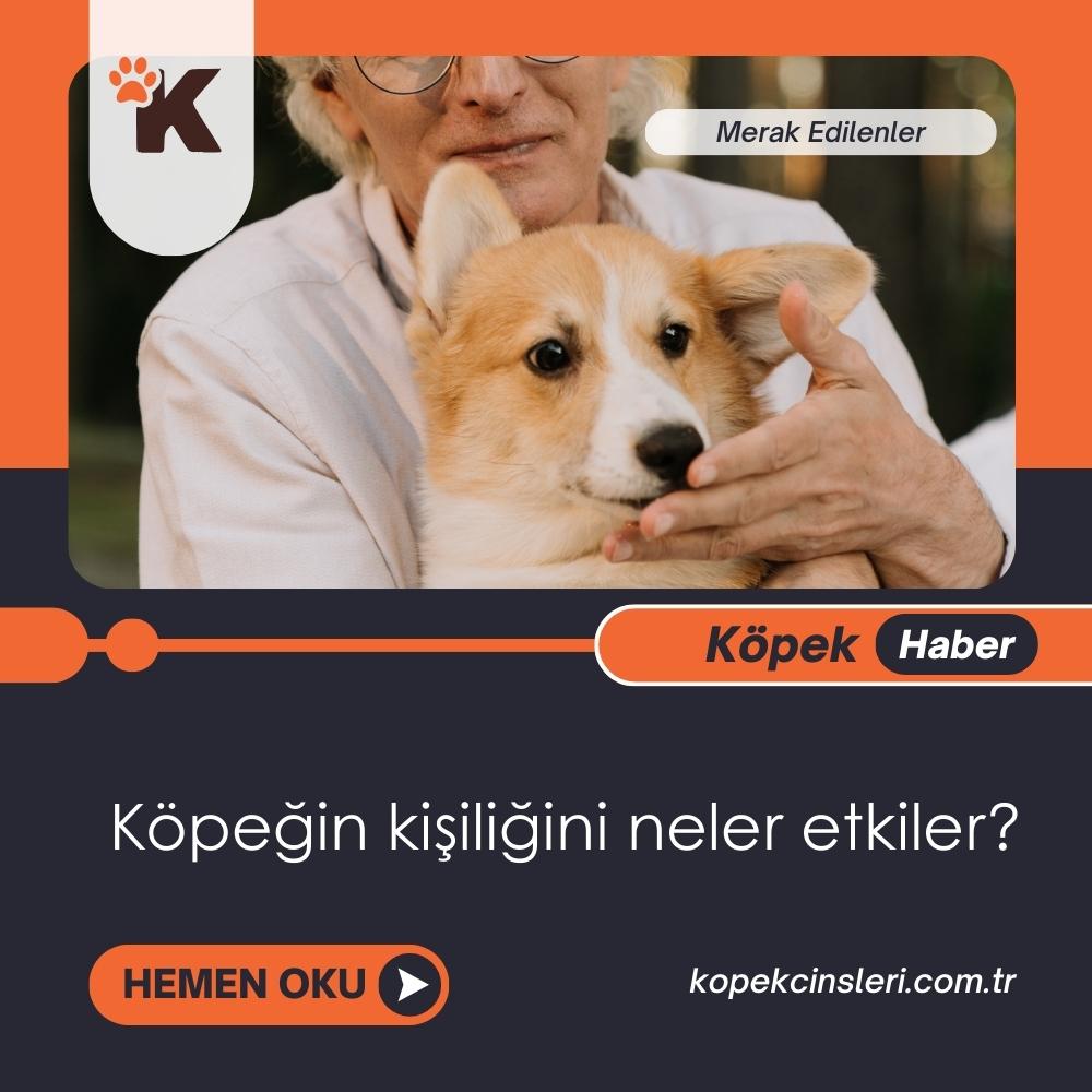 Köpeğin kişiliğini neler etkiler?