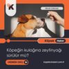 Köpeğin Kulağına Zeytinyağı Sürülür Mü?