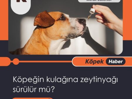 Köpeğin Kulağına Zeytinyağı Sürülür Mü?