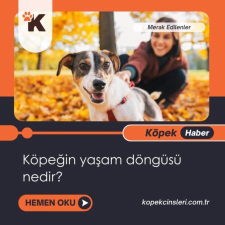 Köpeğin Yaşam Döngüsü Nedir?