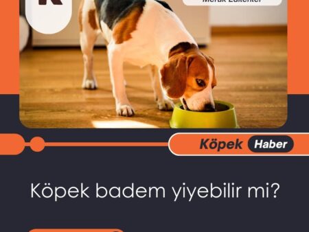 Köpek Badem Yiyebilir Mi?