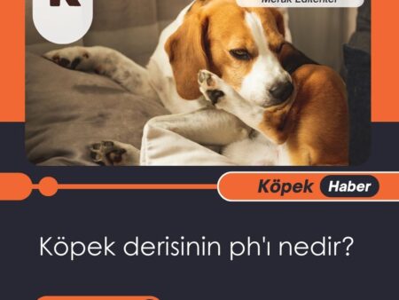 Köpek Derisinin pH’ı Nedir?