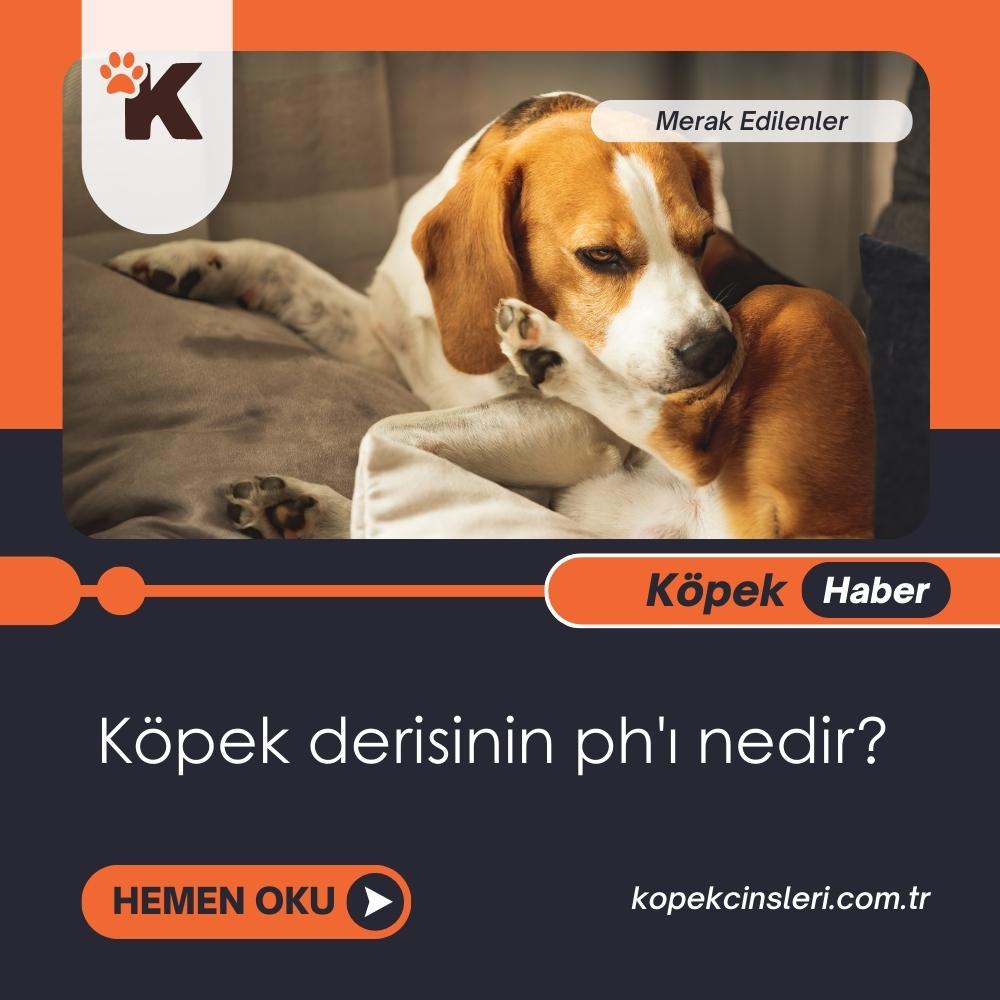 Köpek Derisinin pH'ı Nedir?