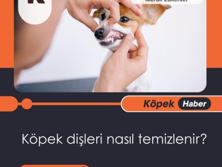 Köpek Dişleri Nasıl Temizlenir?