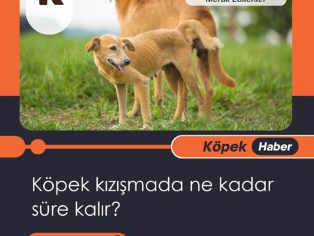 Köpek Kızışmada Ne Kadar Süre Kalır?