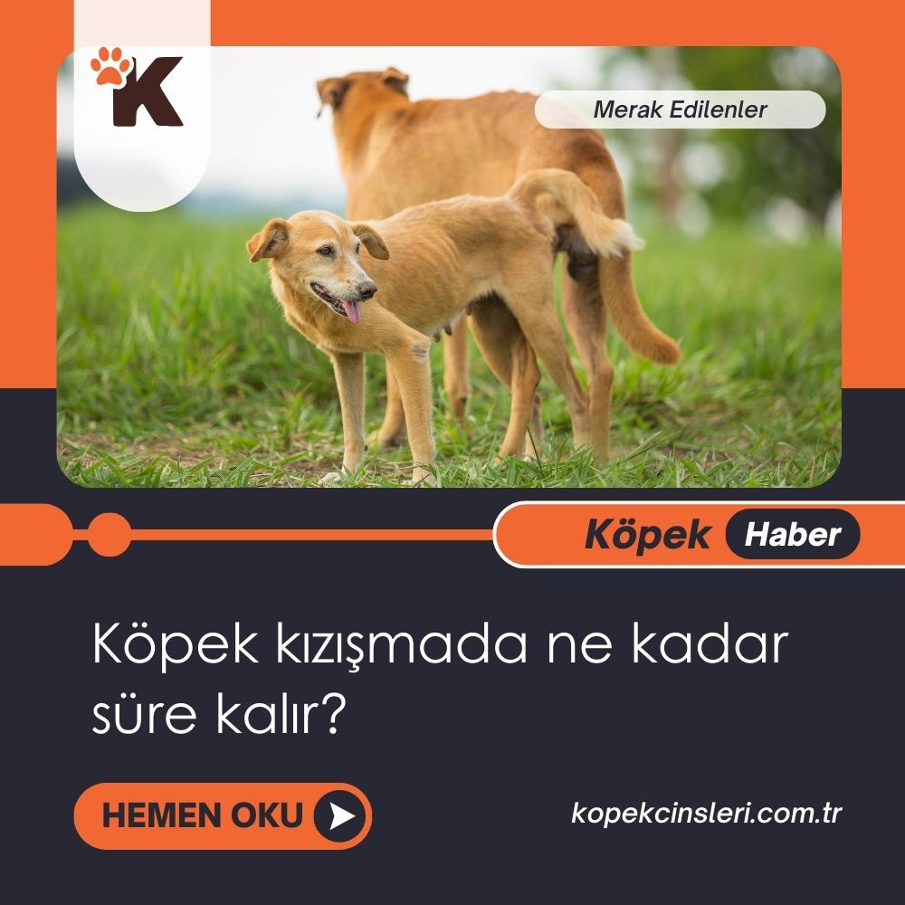 Köpek Kızışmada Ne Kadar Süre Kalır