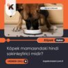 Köpek Mamasındaki Hindi Sakinleştirici Midir?