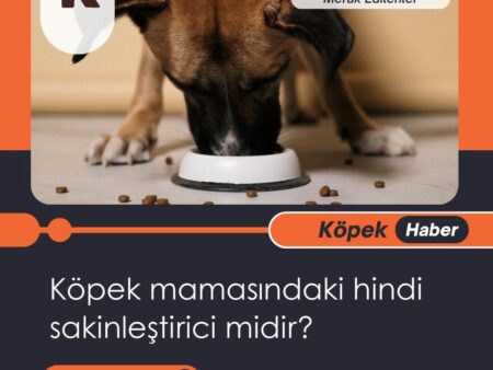 Köpek Mamasındaki Hindi Sakinleştirici Midir?