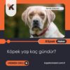 Köpek Yaşı Kaç Gündür?