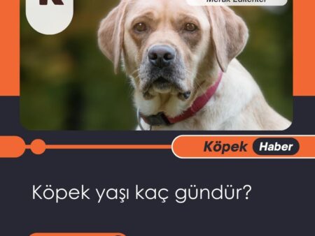 Köpek Yaşı Kaç Gündür?