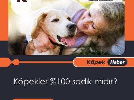 Köpekler %100 sadık mıdır